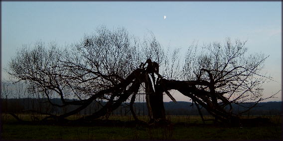 Ein alter Baum auf den Lobitzscher Saalewiesen lässt sich nicht kleinkriegen...